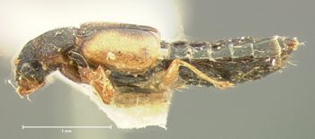 Media type: image;   Entomology 6547 Aspect: habitus lateral view